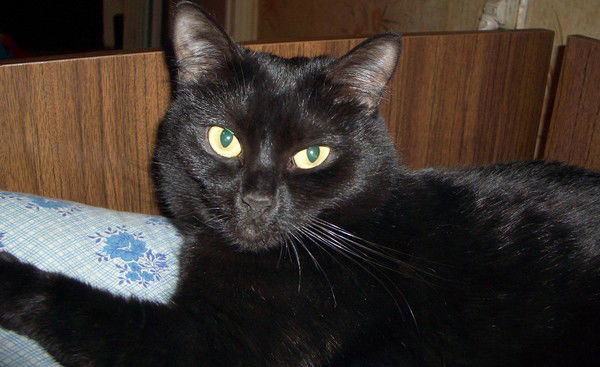 Николай Шаповалов