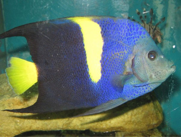 Лариса Макеева