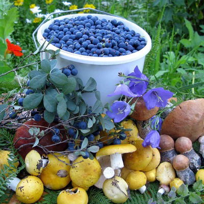 Анастасия Левкова