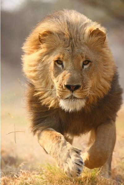 Анатолий Чалый