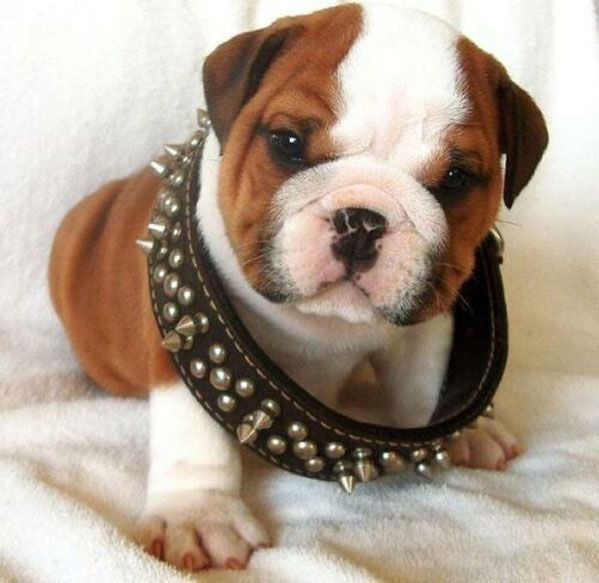 Игорь Не Скажу)