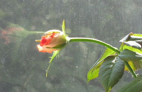 Людмила Колодкина