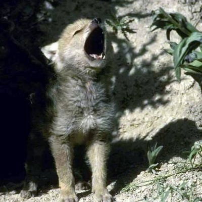 Игорь Карев