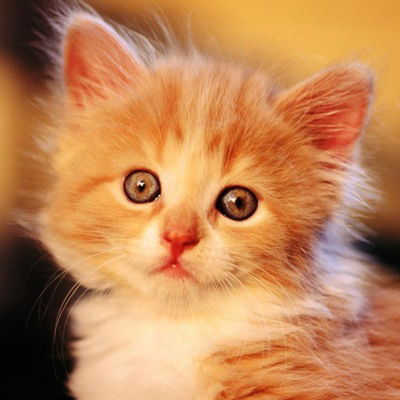 Александра Булдина