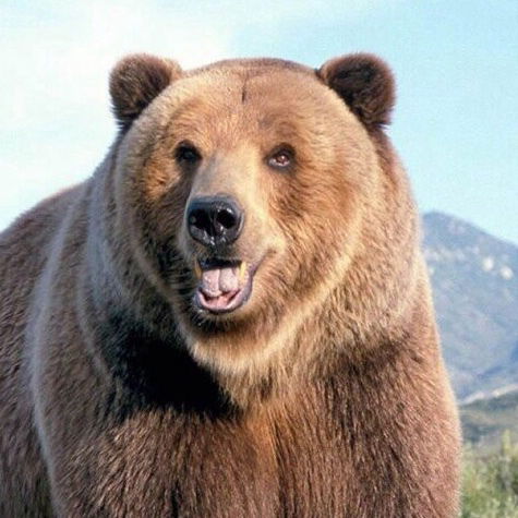 Константин Дорохов