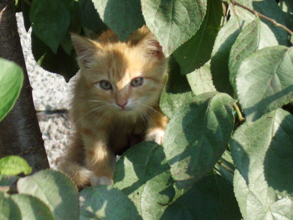 Анастасия Светлова