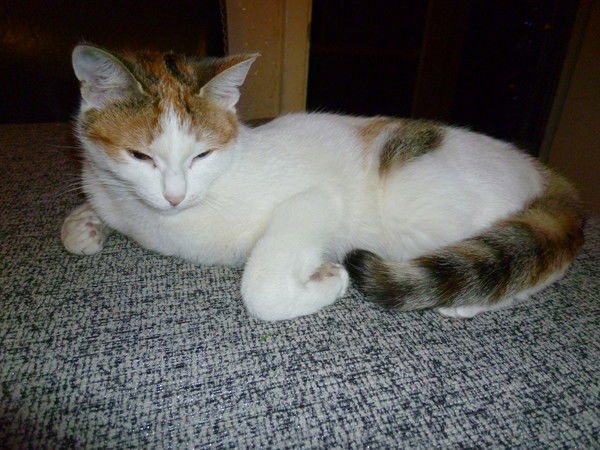 Светлана Анисимова