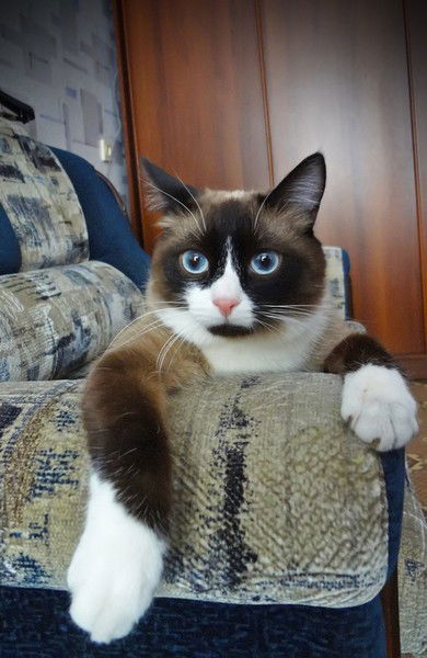 Елена Гордеева