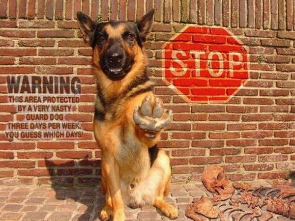 Андрей Замотин