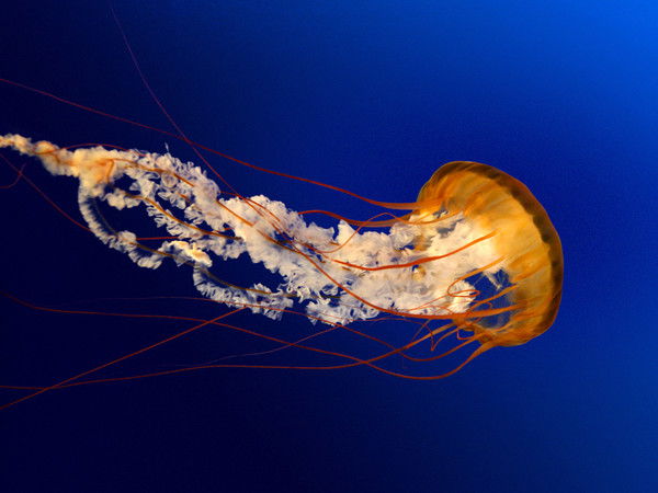 Дарья Тинькова