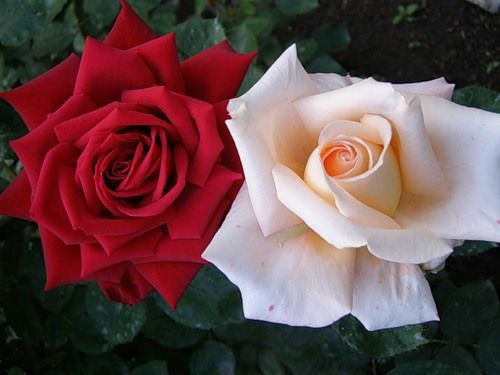 Эльвира Корганбекова