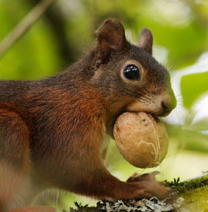 Кристина Эрбес