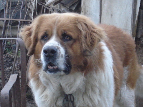 Дмитрий Емельянов