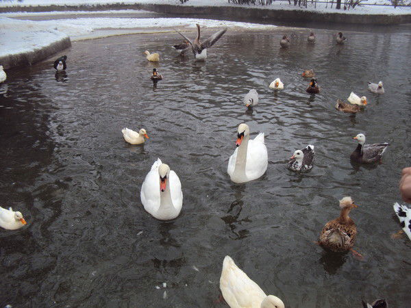 Галина Харченко