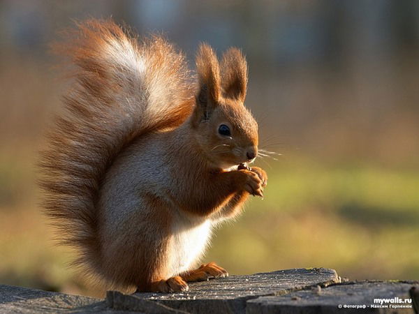 Анна Елизарова