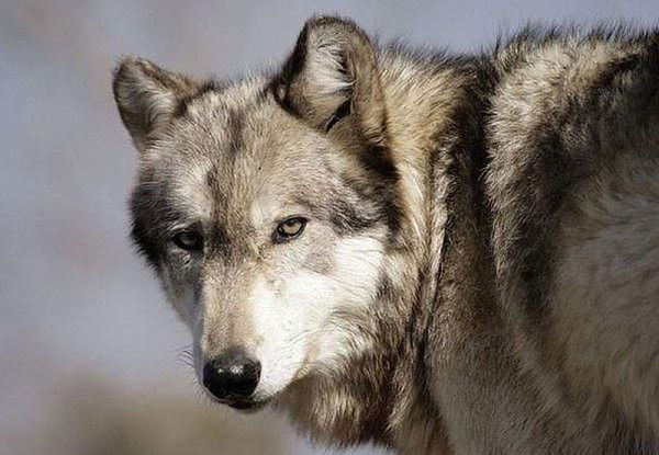 Любушка Голубушка