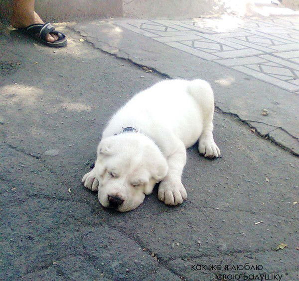 Нават Абдырасулова