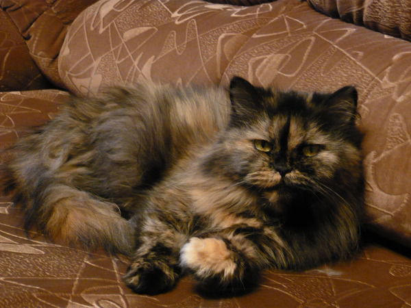 Елена Фалеева