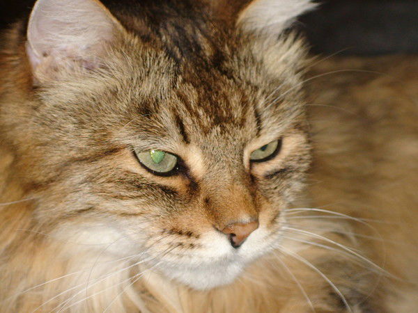 Альберт Шарафиев