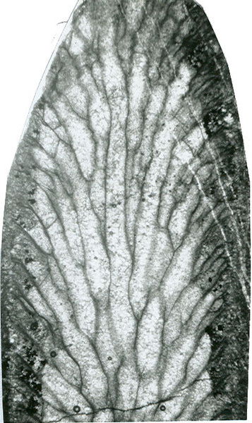 Mонхбат Пурэвбаатар