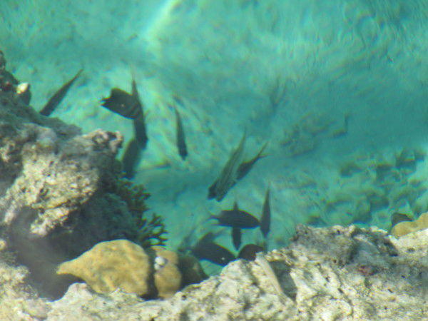 Дана Кривешко