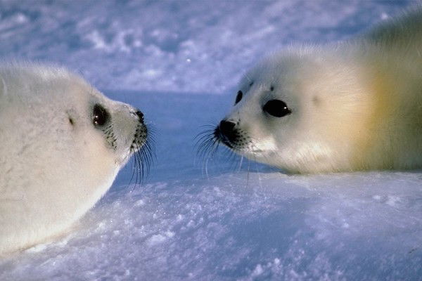 Евгения Смирнова