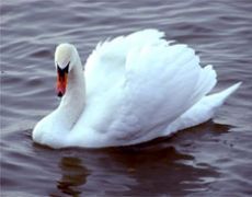 Наташа Лебедева