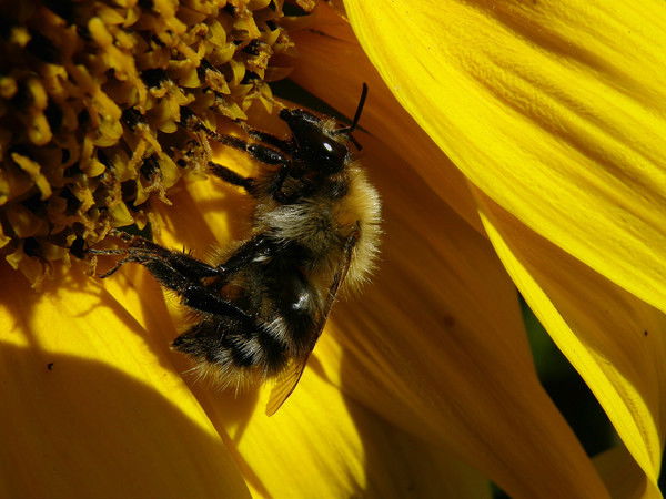 Галина Пикула