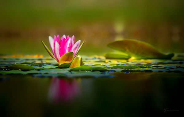 Ольга Петровна