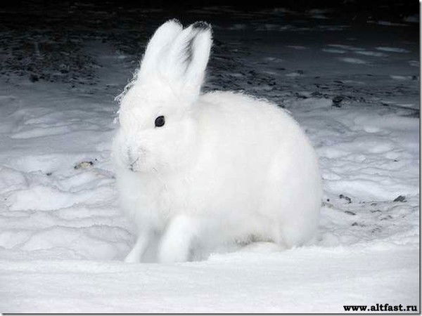 Елена Ярошенко