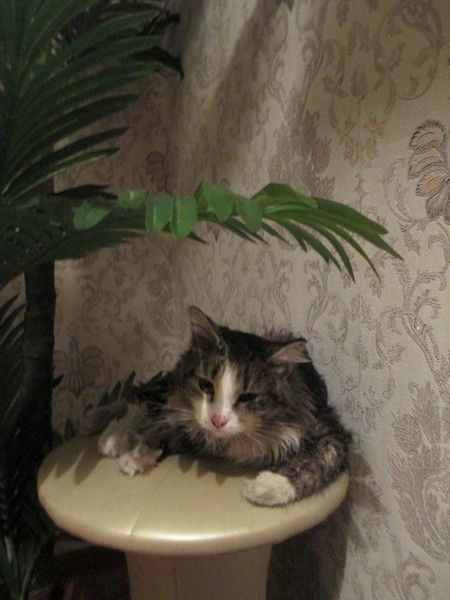 Таничка Соболевская(Максакова)