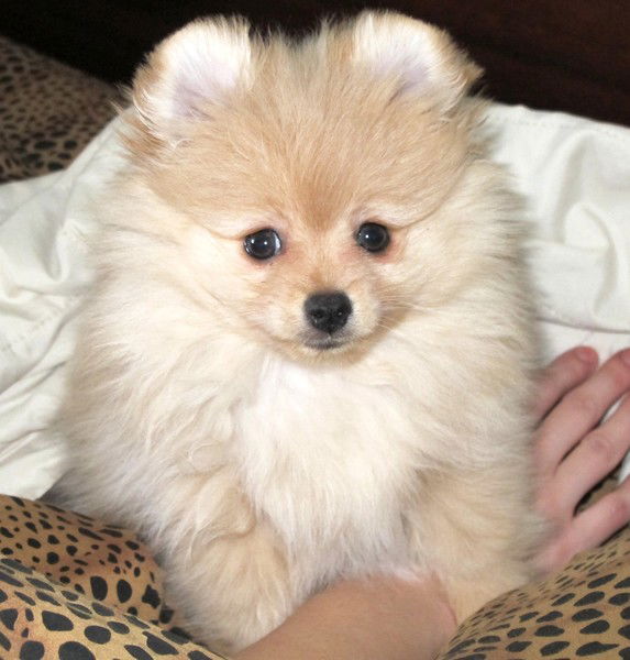 Наташа Борисова