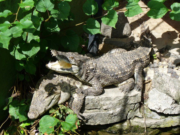 Елена Гребенченко