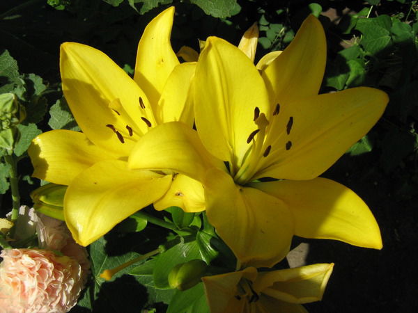 Лилия Евтухова