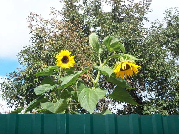 Мария Крылова