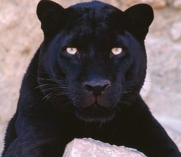 Виктория Громова