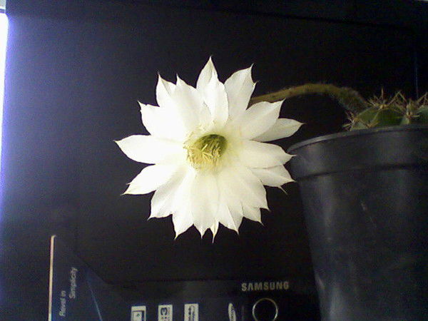 Нина Трибушинина