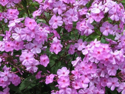 Арайлым Туганбаева