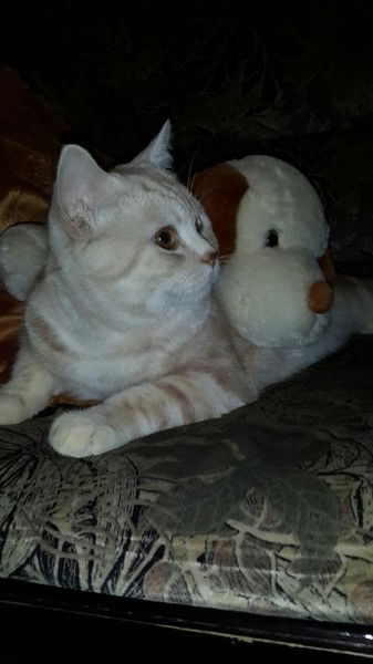 Елена Смирнова