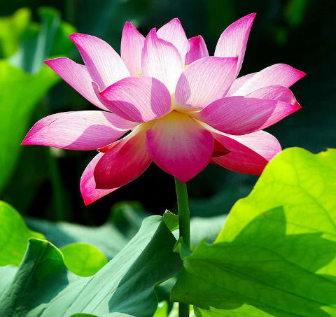 Динара Сагнаева