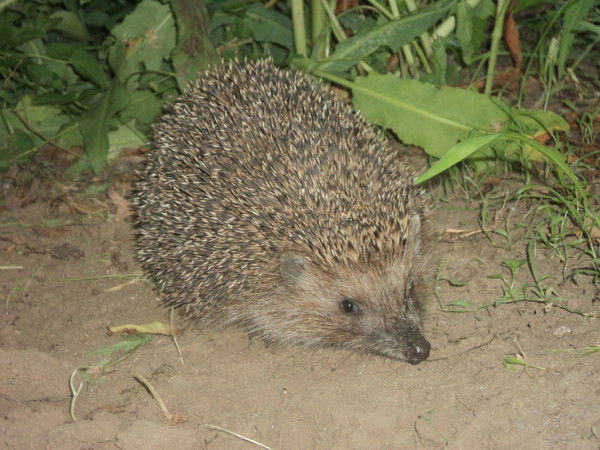 Татьяна Козловская