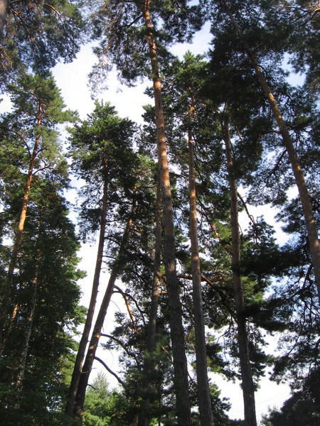 Натали Коренченко