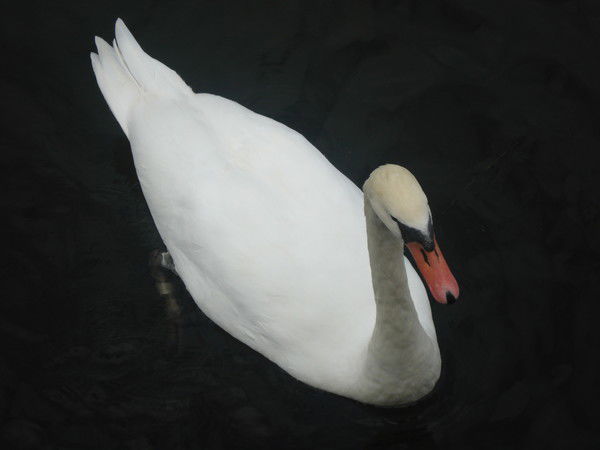 Кристина Гнездилова