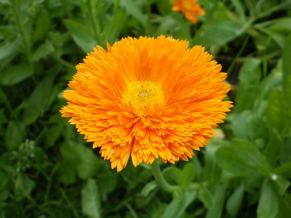 Оксана Саламатова