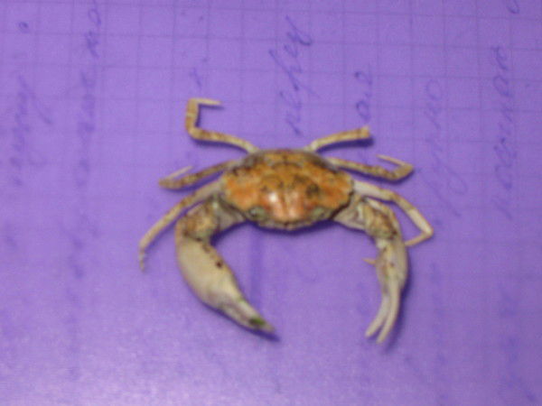 Krab