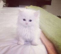 Галина Даниленко