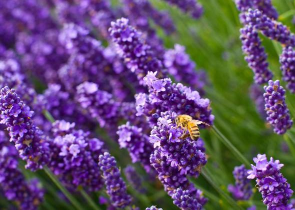 Алена Донская