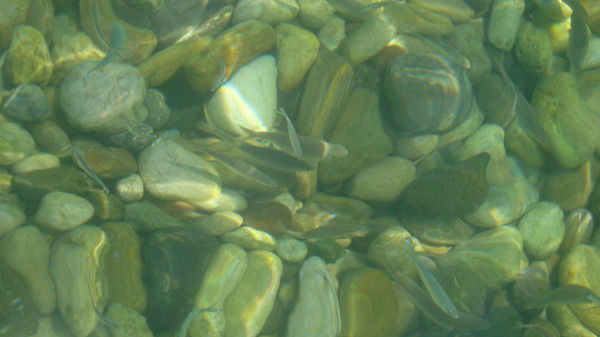 Айнур Тажиденова