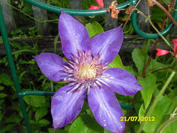 Ирина Кошелева