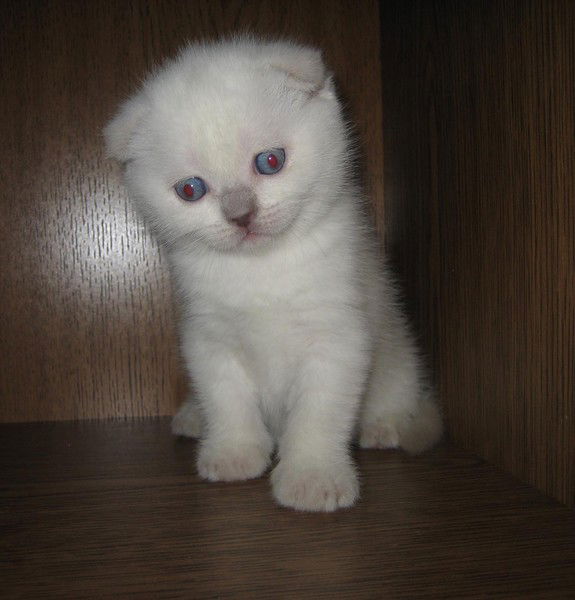 Людмила Серватюк